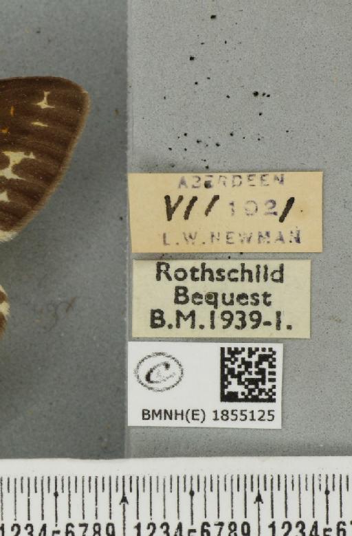 Abraxas grossulariata ab. aberdoniensis Raynor, 1923 - BMNHE_1855125_label_415787