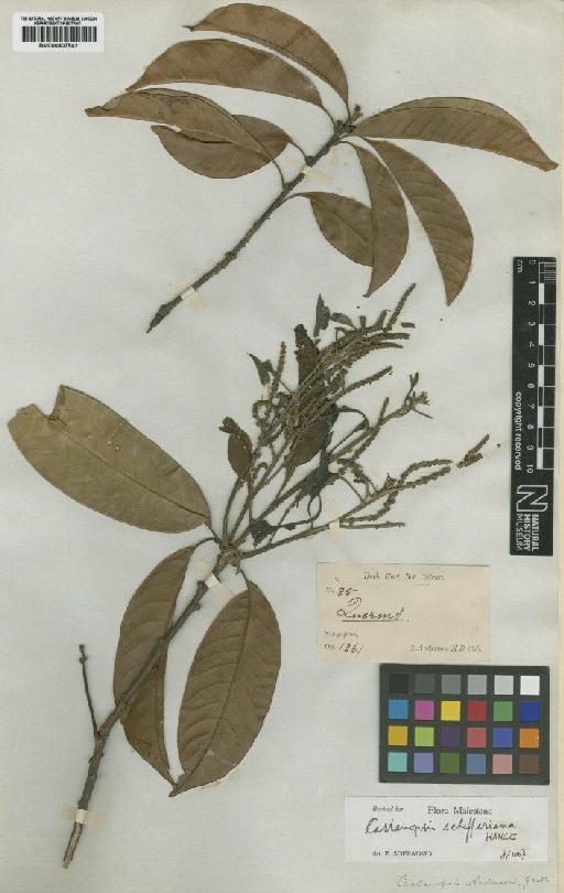 Castanopsis andersonii Gamble - BM000907542
