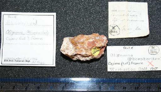 Rhinolophus Lacepede 1799 - M9664