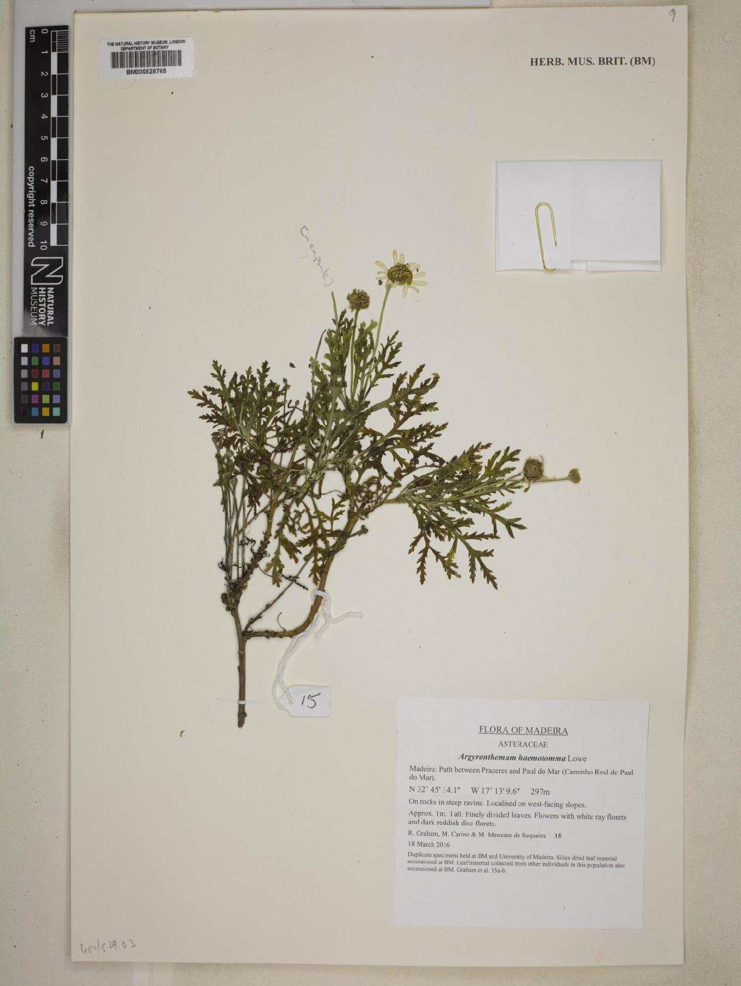 To NHMUK collection (Argyranthemum haematomma Lowe; NHMUK:ecatalogue:9073634)