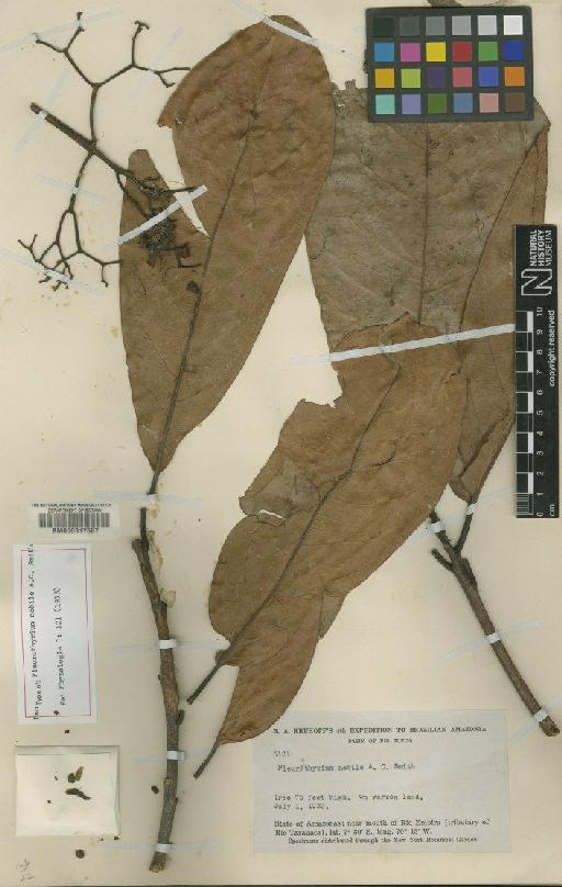 Pleurothyrium nobile A.C.Sm. - BM000617587