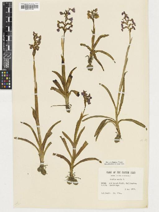 Anacamptis morio (L.) R.M.Bateman, Pridgeon & M.W.Chase - BM001054950