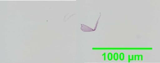 Liposcelis decolor Pearman, 1925 - 010150774__2016_03_16-21_s3