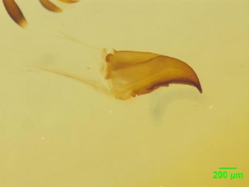 Limodromus assimilis (Paykull, 1790) - 010189388___15