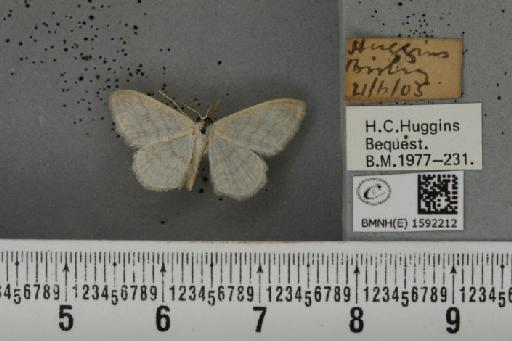 Idaea subsericeata ab. mancuniata Knaggs, 1865 - BMNHE_1592212_263548