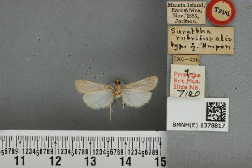 Prionapteryx rubrifusalis (Hampson, 1919) - BMNH(E) 1378817 Surattha rubrifusalis Hampson female T ventral & labels