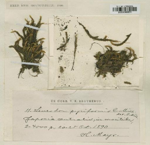 Leucodon sapporensis Besch. - BM000986651