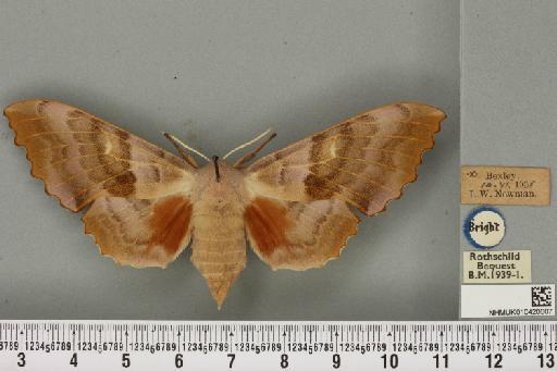 Laothoe populi ab. fuchsi Bartel, 1900 - NHMUK_010420607_526761