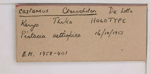 Alecanochiton castaneus De Lotto, 1958 - 010713615_additional