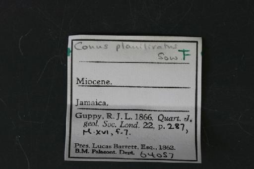 Conus planiliratus Sowerby, 1850 - OR 64057. Conus planiliratus (label.1)