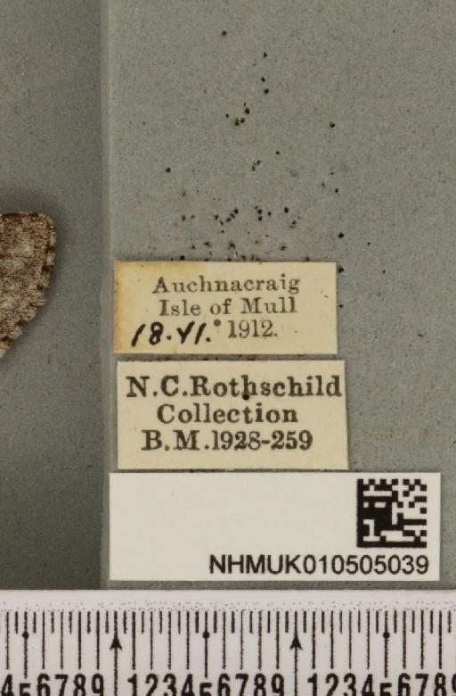 Acronicta menyanthidis scotica (Tutt, 1891) - NHMUK_010505039_label_562420