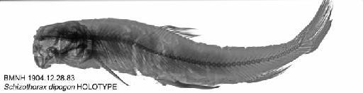 Schizothorax dipogon Regan, 1905 - BMNH 1904.12.28.83 - Schizothorax dipogon HOLOTYPE Radiograph