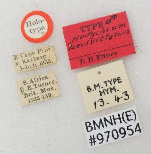 Hedychrum laevivittatum Edney, 1940 - Hedychrum_laevivittatum-BMNH(E)#970954_type-labels