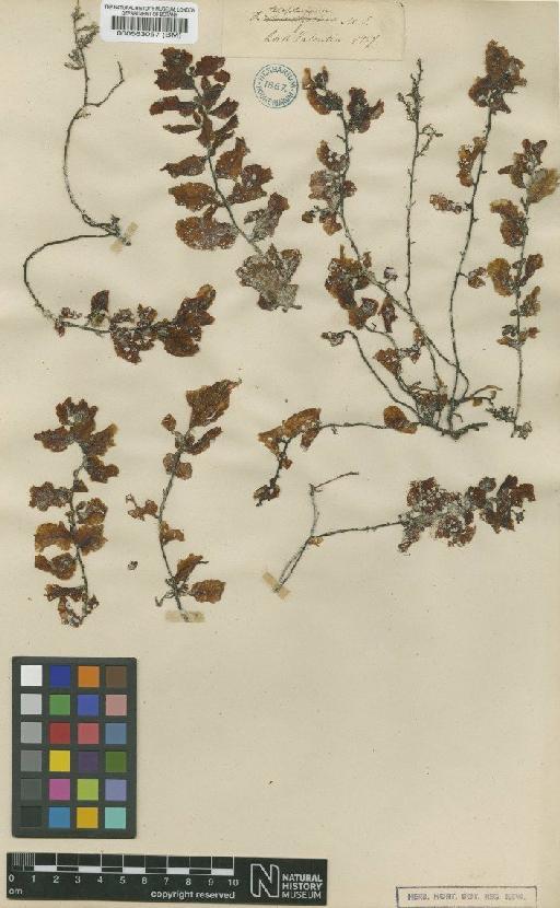 Sargassum telephifolium (Turner) C.Agardh - BM000563057