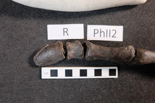 Mantellisaurus atherfieldensis (Hooley, 1925) - R5764-Mantellisaurus_R5764_Right_PhII2-3