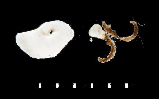 Spirorbis ambilateralis Pixell, 1912 - Polychaeta type specimen; BMNH 1924.3.5.68