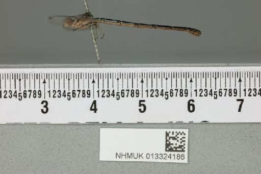 Coenagrion lyelli Tillyard, 1913 - 013324186_lateral