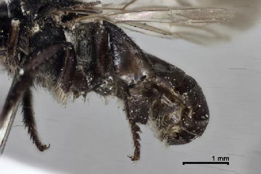 Scaptotrigona tubiba (Smith, F., 1863) - Trigona_tubiba-BMNH(E)970285-post_tibia-2,5x