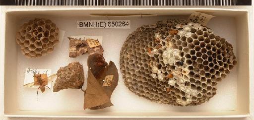 Polistes crinitus & multicolox Feltin & (Oliv ) - Hymenoptera Nest BMNH(E) 650264