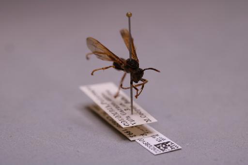 Mischocyttarus chanchamayoensis Richards, 1978 - 013632802_additional_4