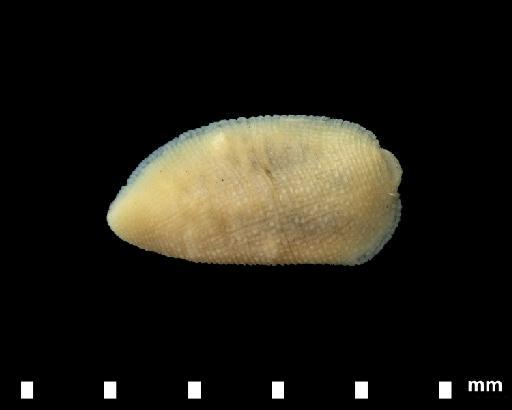 Alboglossiphonia polypompholyx - 4743514