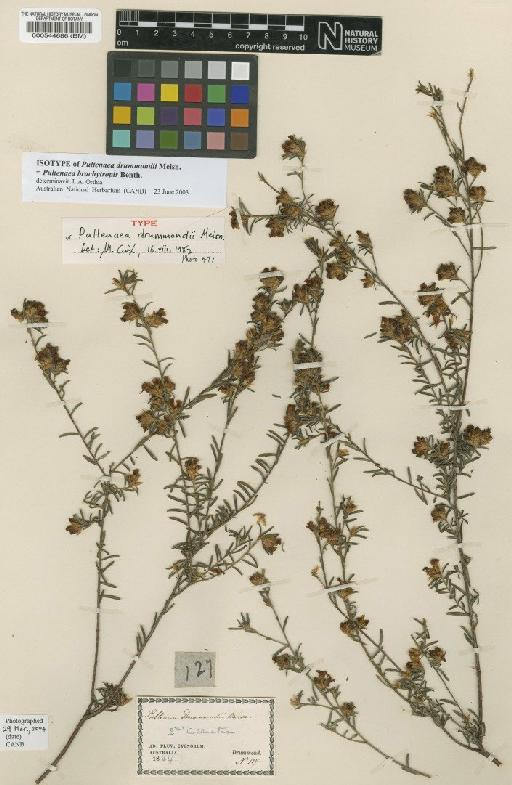 Pultenaea brachytropis Benth. - BM000544686