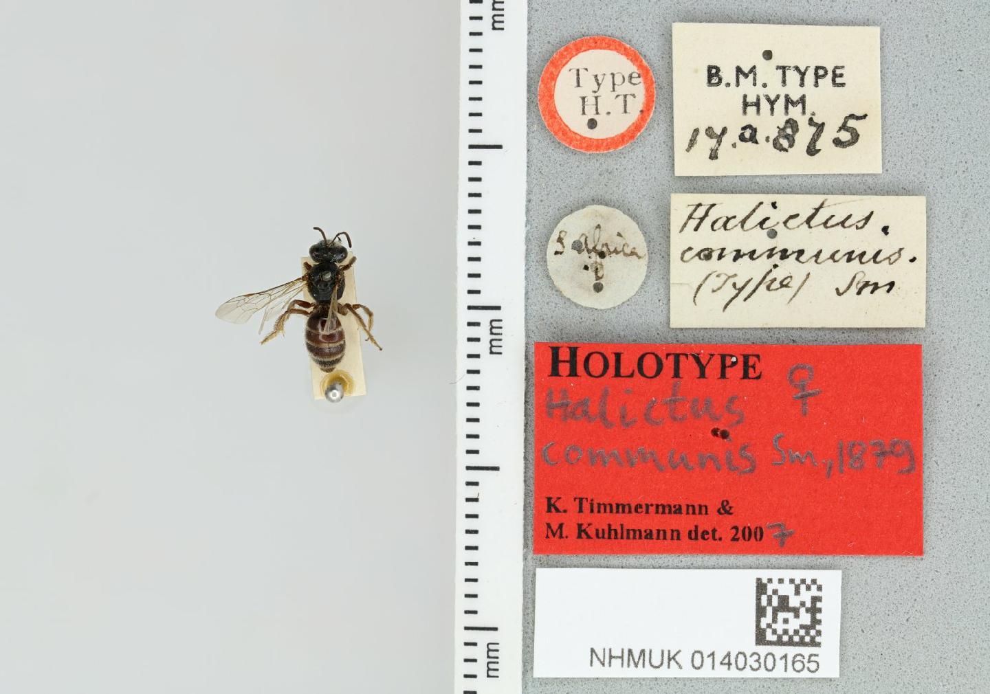 Patellapis communis