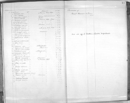 Falco tinnunculus rupicolus - Zoology Accessions Register: Aves (Skins): 1904 - 1905: page 10