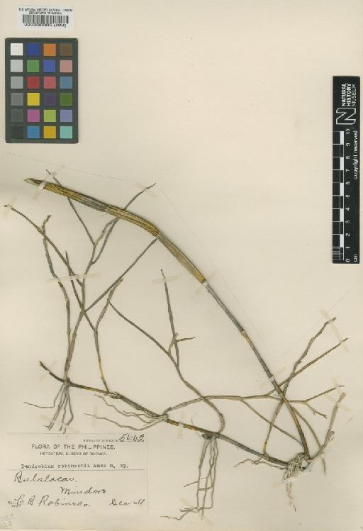 Dendrobium robinsonii Ames - BM000038385