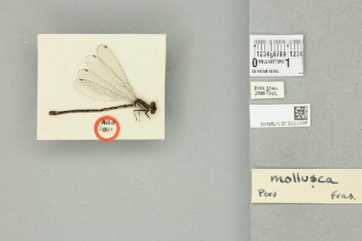 Argia mollusca Fraser, 1946 - 013383596_dorsal