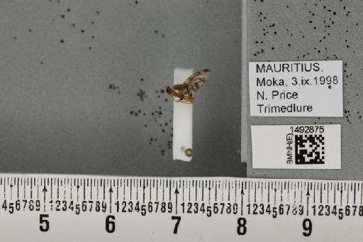 Ceratitis (Pterandrus) quilicii De Meyer et al., 2016 - BMNHE_1492875_43911