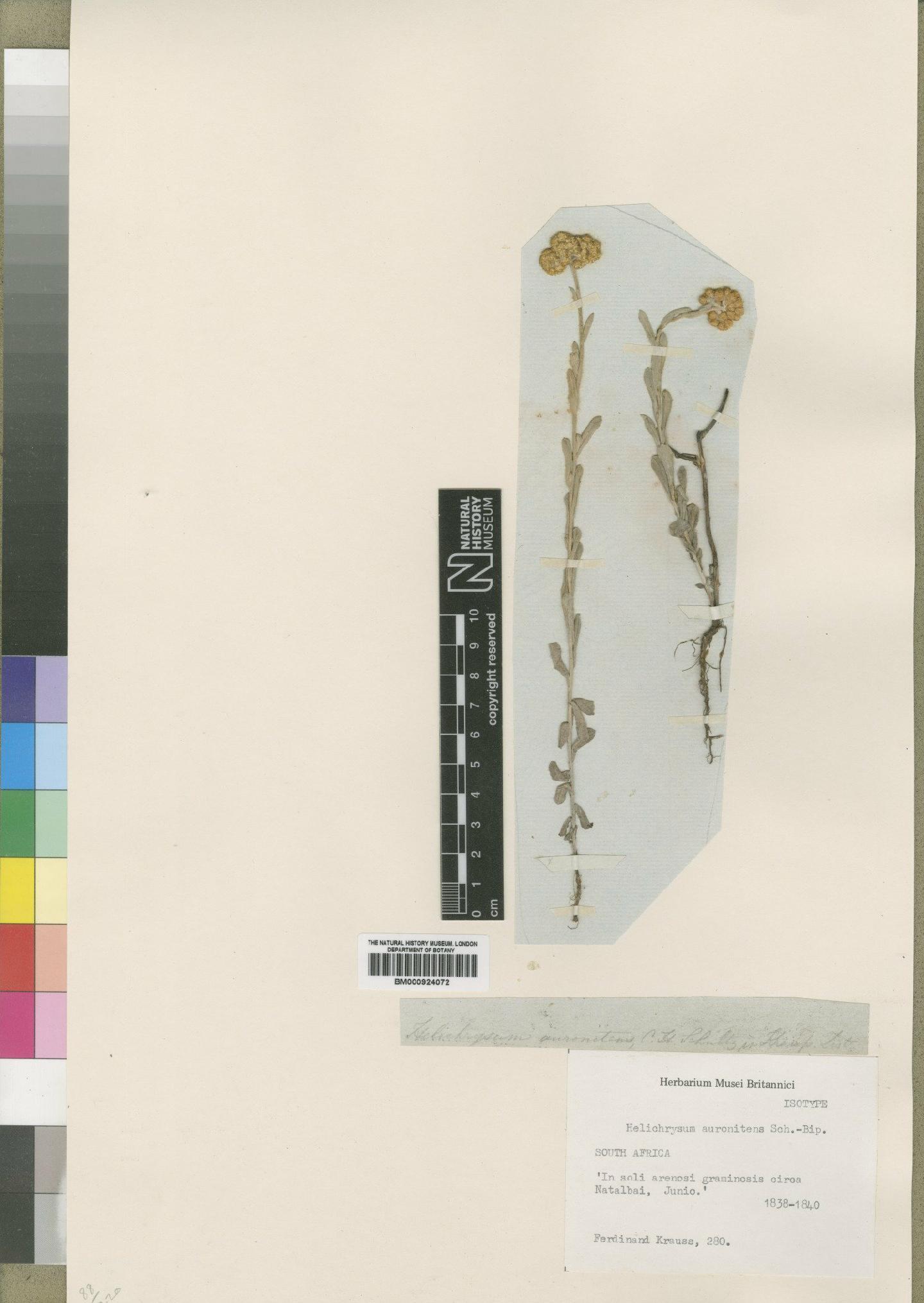 To NHMUK collection (Helichrysum auronitens Sch.Bip.; Isotype; NHMUK:ecatalogue:4529100)