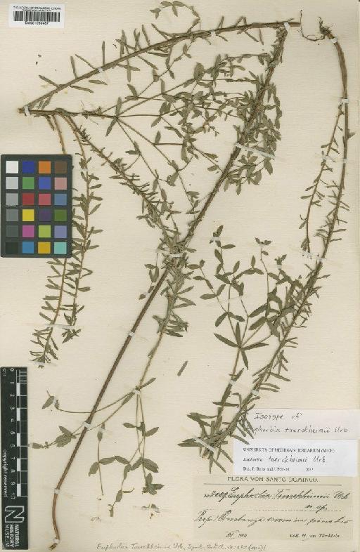 Euphorbia tuerckheimii Urb. - BM001050487