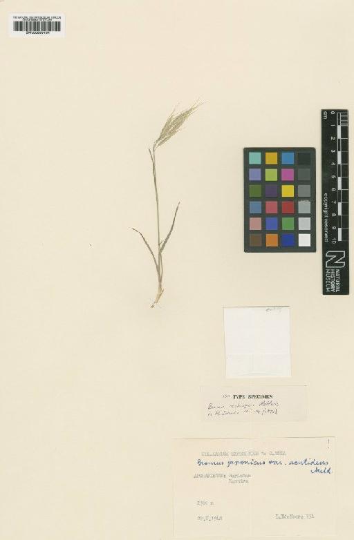 Bromus rechingeri Melderis - BM000959434