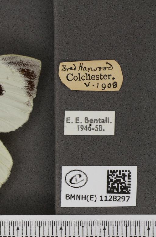 Pieris brassicae (Linnaeus, 1758) - BMNHE_1128297_label_85158