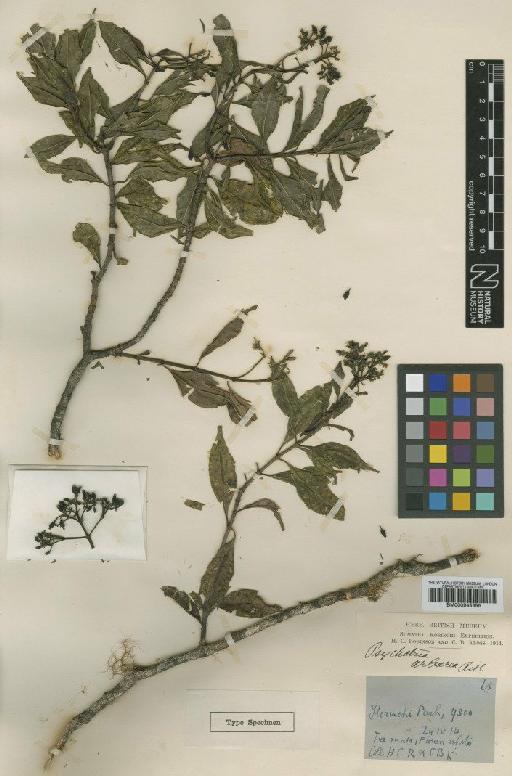 Psychotria arborea Ridl. - BM000945356