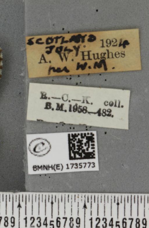 Entephria caesiata caesiata (Denis & Schiffermüller, 1775) - BMNHE_1735773_label_319020