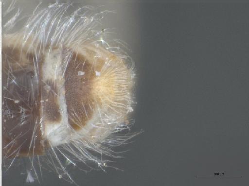 Heterotropus gracilis Greathead, 1967 - 010629031_Heterotropus_gracilis_terminalia_dorsal_Paratype