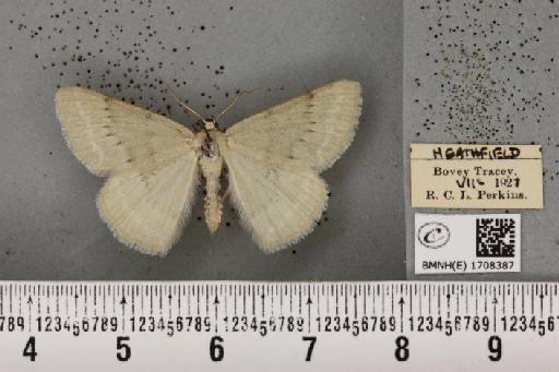 Pseudoterpna pruinata atropunctaria (Walker, 1863) - BMNHE_1708387_279404