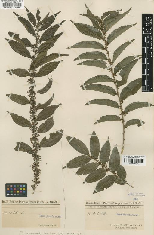 Casearia sylvestris var. sylvestris - BM000526914