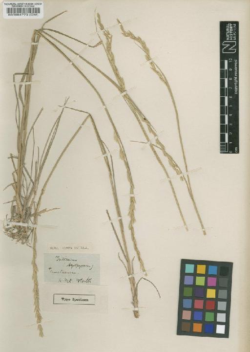 Agropyron trachycaulum (Link) Malte ex H.F.Lewis - BM000094770 (2)