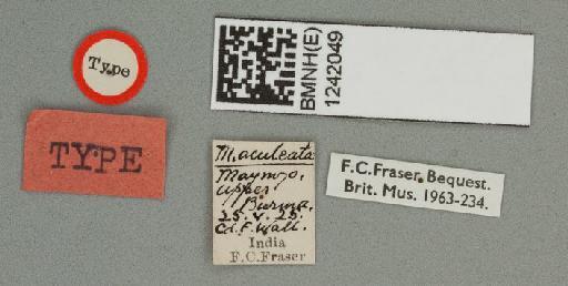 Macromia aculeata Fraser, 1927 - Macromia_aculeata-BMNHE_1242049-holotype-labels