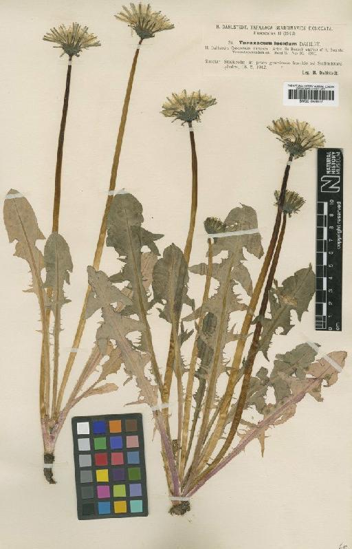 Taraxacum lucidum Dahlst - BM001043517