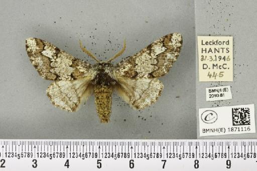 Biston strataria (Hufnagel, 1767) - BMNHE_1871116_461753