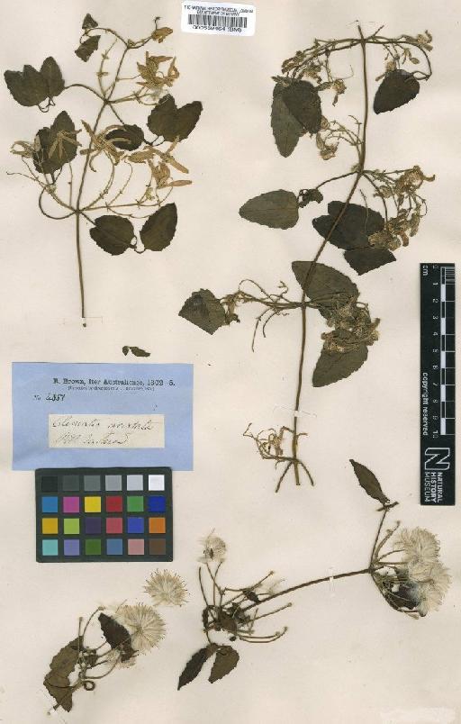 Clematis aristata DC. - BM000559464