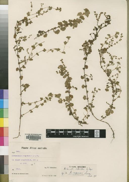 Alchemilla capensis Thunb. - BM000602006