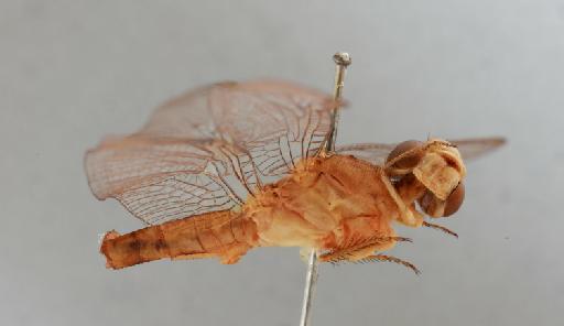 Crocothemis adolescens Kirby, 1900 - 011249057_Beblecia_adolescens_LT_lateral