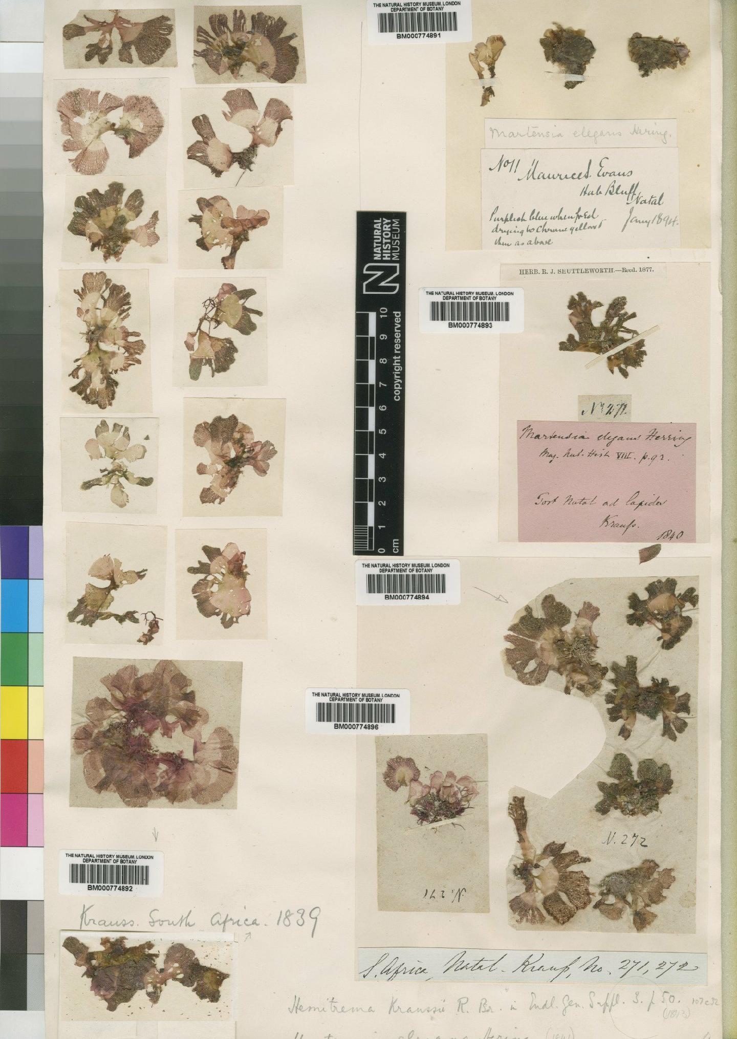 To NHMUK collection (Martensia elegans Hering; Type; NHMUK:ecatalogue:4858620)