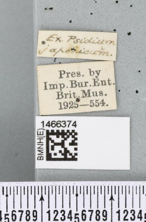 Ceratitis (Pterandrus) rosa Karsch, 1887 - BMNHE_1466374_label_26900