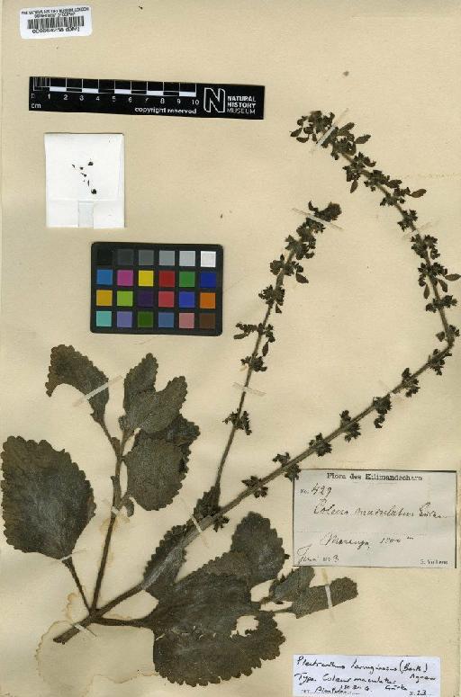 Plectranthus lanuginosus (Benth.) Agnew - BM000564258